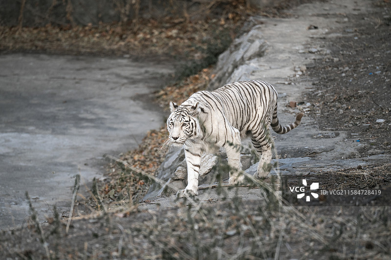 白老虎是食肉目猫科豹属哺乳动物，是孟加拉虎的白色变异品种。皮毛是奶油般的白色，眼睛是冰蓝色的。图片素材
