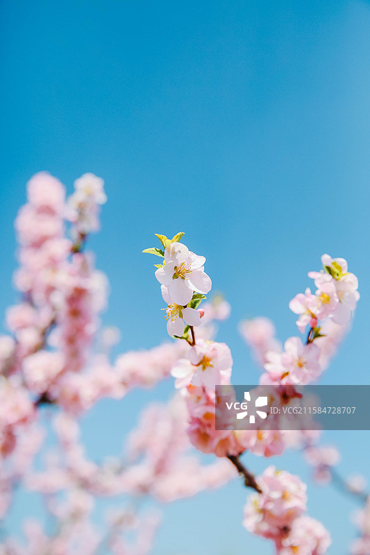 春天蓝天背景下的桃花樱花花枝盛开图片素材