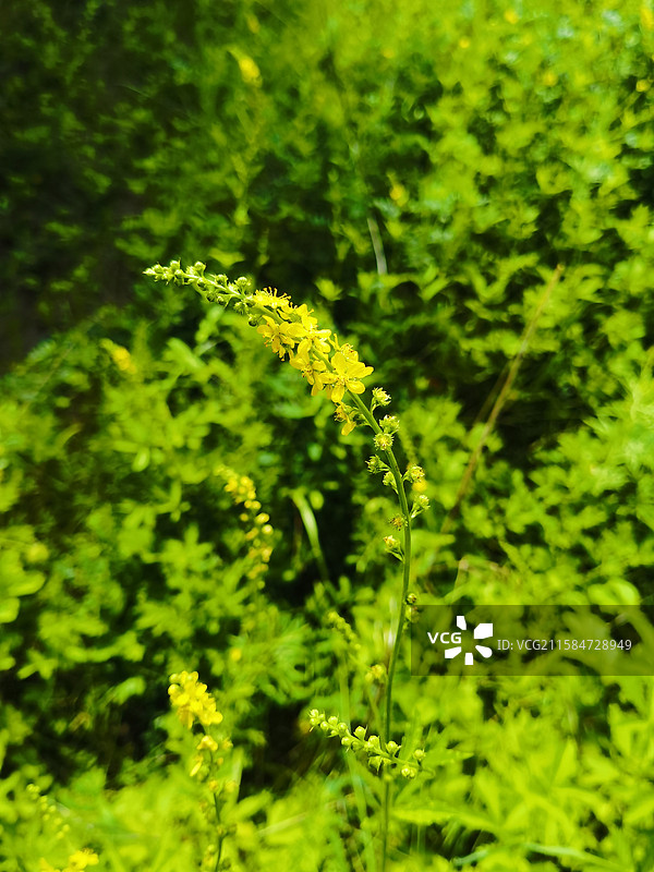 龙芽草图片素材