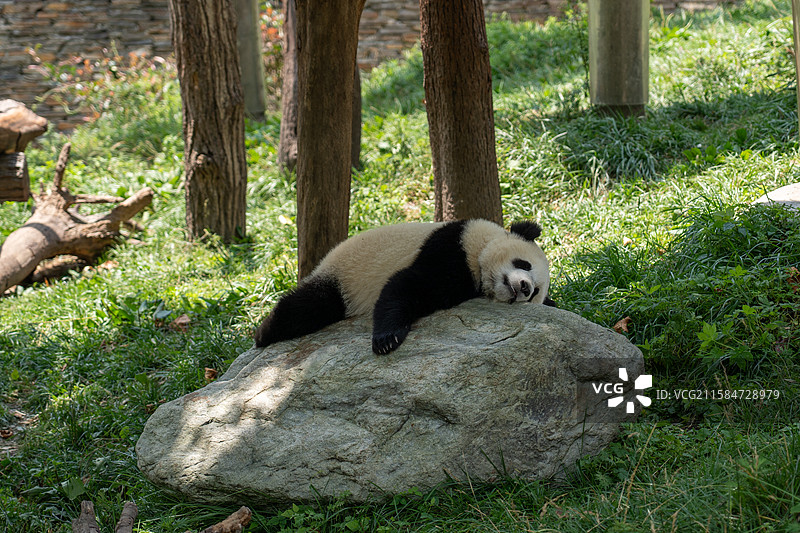 成都大熊猫图片素材