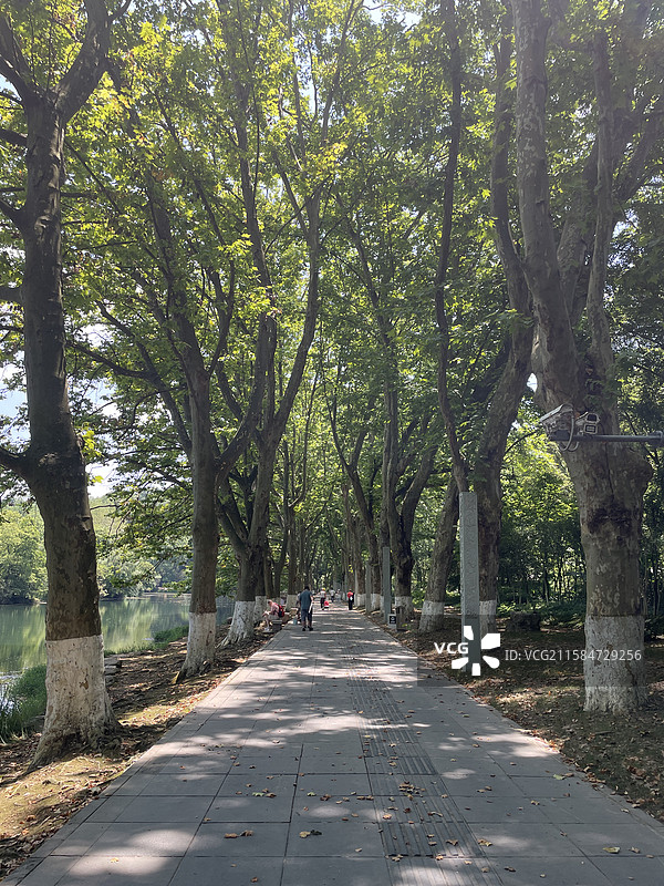 贵州省贵阳市花溪黄金大道的法国梧桐树图片素材