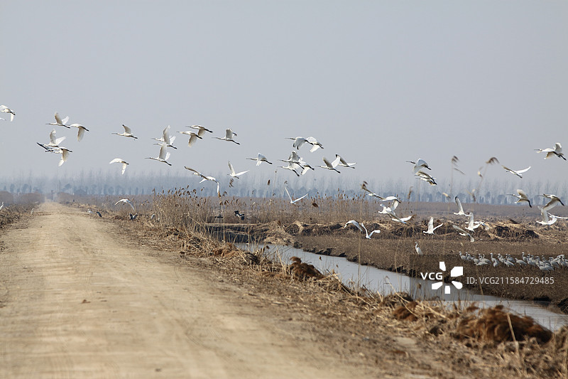 飞翔在天空图片素材
