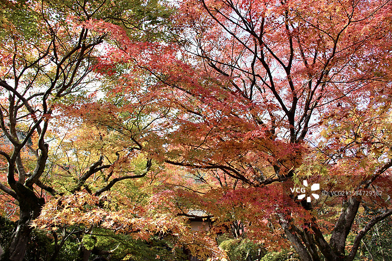 秋天日本京都常寂光寺多彩枫叶自然风景图片素材