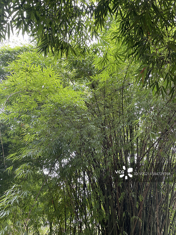 贵州省贵阳市花溪南明河畔的翠竹图片素材