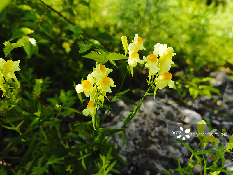 柳穿鱼图片素材