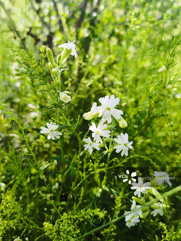 肥皂草图片素材