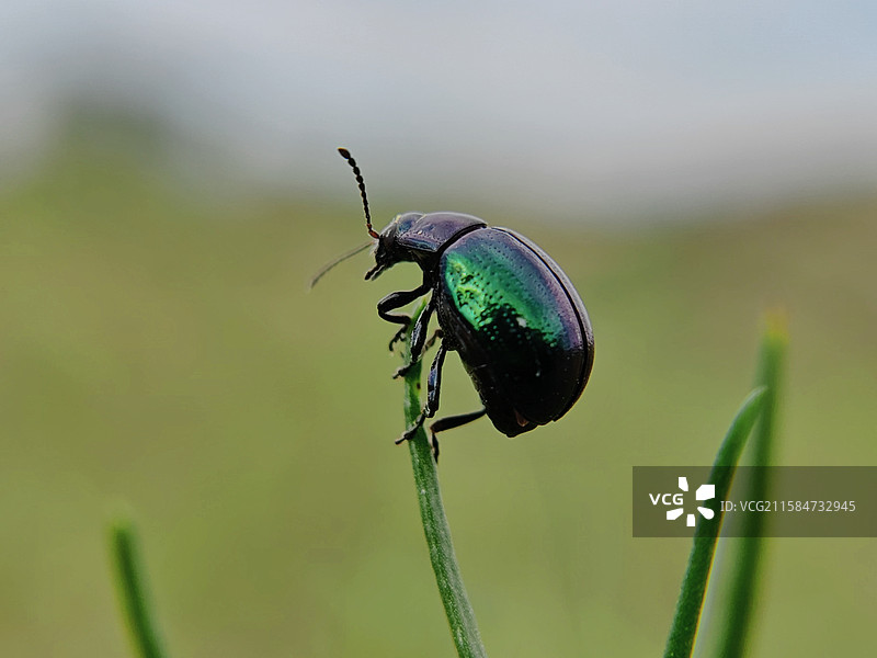 《草尖甲虫》图片素材
