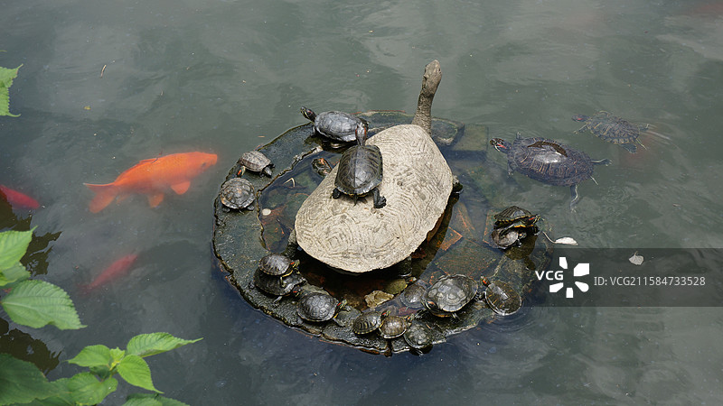 江西省九江市九江能仁寺龟图片素材