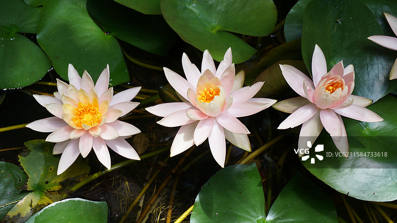 江西省九江市九江能仁寺睡莲图片素材