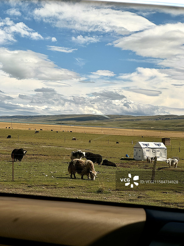 高原牧场：牦牛与蒙古包的游牧风景图片素材
