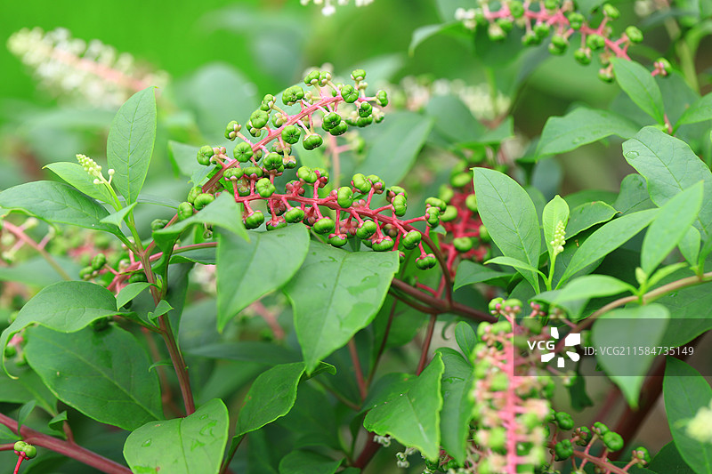 垂序商陆图片素材