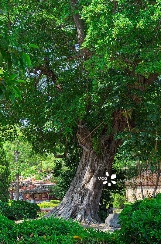 福建泉州文庙古树下的中式园林景观图片素材