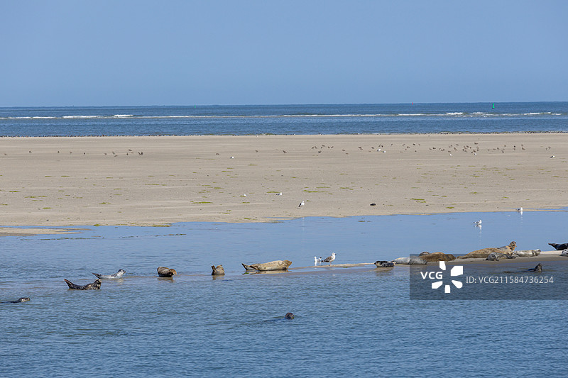 海滩上悠闲的海豹图片素材