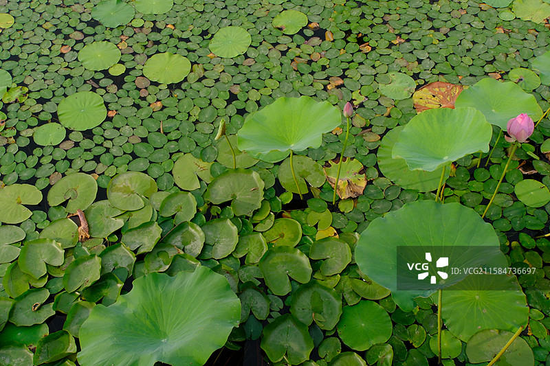 接天莲叶无穷碧。荷塘荷叶荷花河水。高清风景背景图图片素材