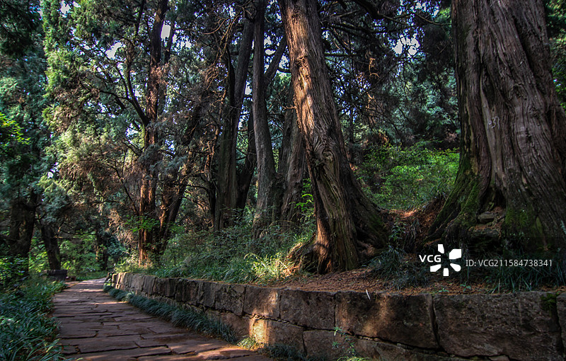 翠云廊古蜀道图片素材
