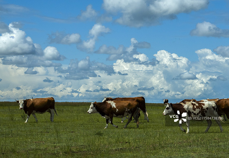 呼伦贝尔大草原-新巴尔虎左旗图片素材