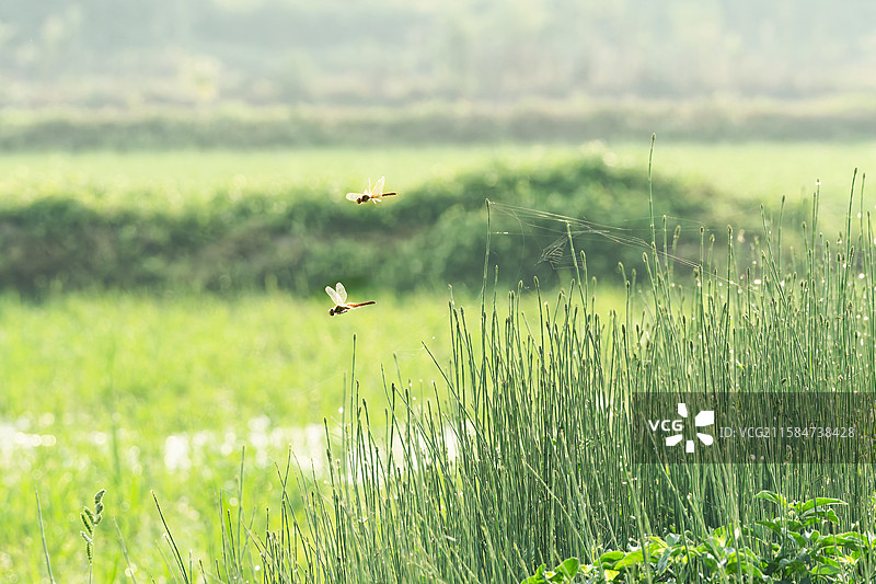 田垄上的木贼图片素材