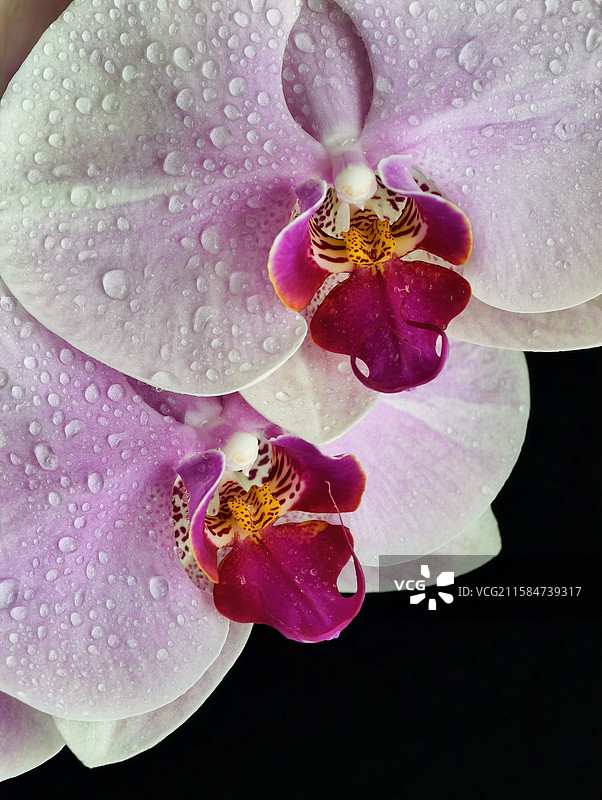 双蝶戏露图片素材