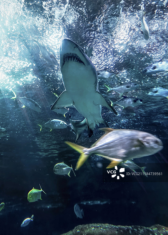 海洋馆图片素材