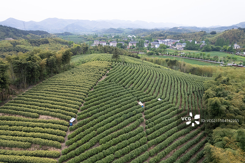 俯瞰茶园图片素材