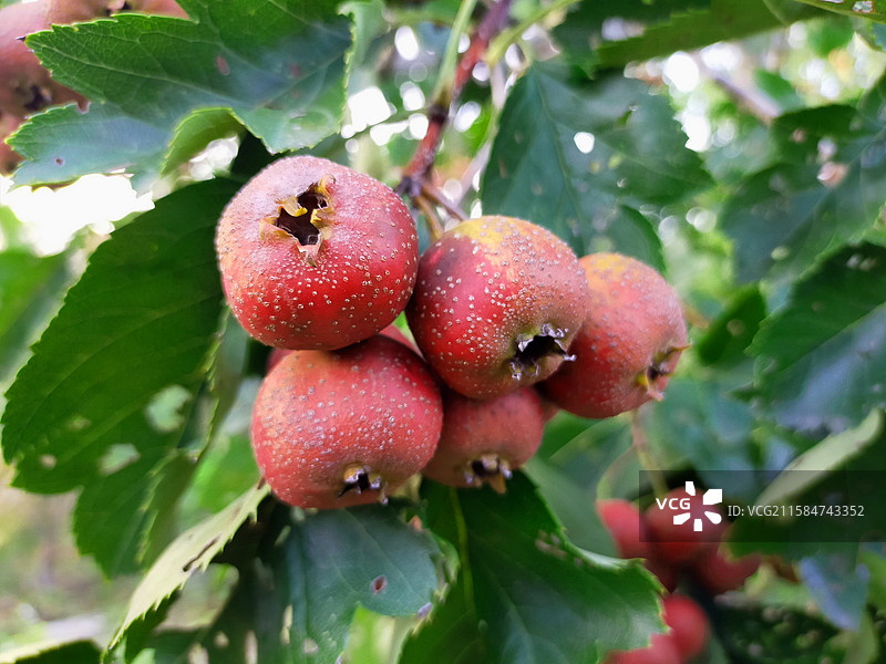 山楂图片素材