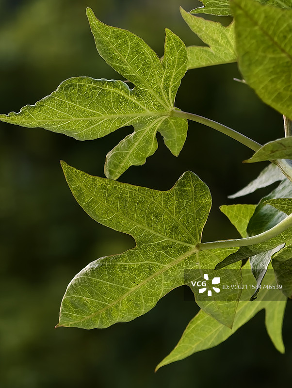 番薯叶～红薯叶～地瓜叶图片素材
