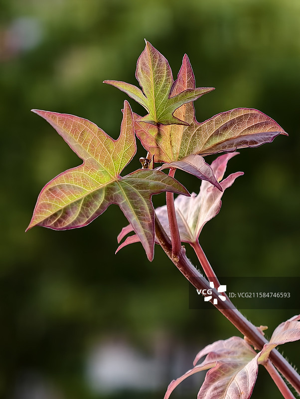 番薯叶～红薯叶～地瓜叶～红叶图片素材
