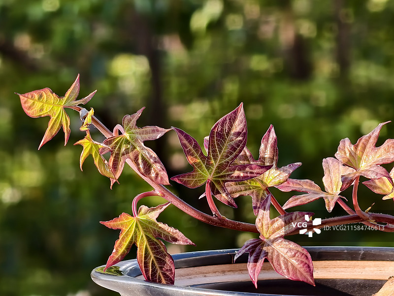 番薯叶～红薯叶～地瓜叶～红叶图片素材