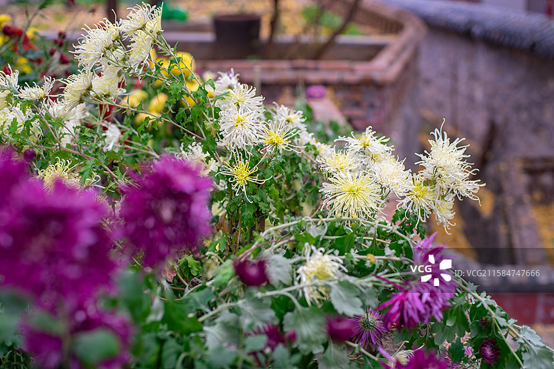 中国野生植物野外植物拍摄主题，一盆紫色的菊花盆栽植物花簇盛开了，户外白昼无人图像摄影图片素材