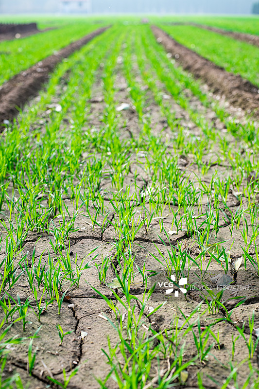 中国野生植物和野外植物，田地里生长出一片绿色的小麦麦田，龟裂的土地，户外白昼无人图像摄影图片素材