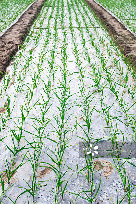 中国农产品农作物拍摄主题，农田田地里的一片绿色的蒜苗蔬菜植物，户外白昼无人图像摄影图片素材