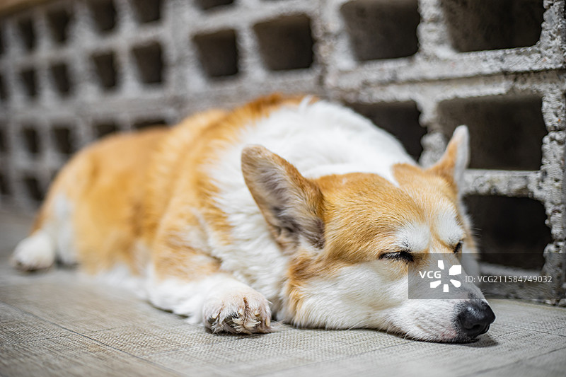中国健康生活方式拍摄主题，狗舍里站着坐着趴着一只黄色的短腿柯基犬宠物，室内无人图像摄影图片素材