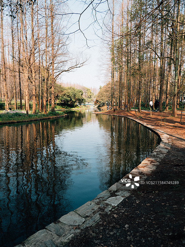 树林里的湖泊和倒影图片素材
