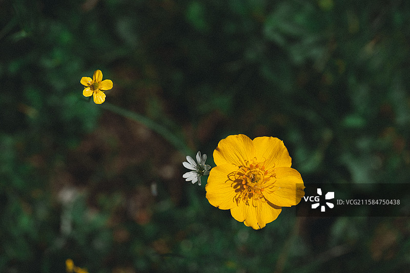 金莲花图片素材