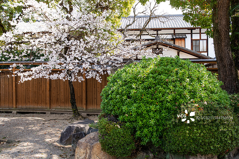 日本大阪佛教和宗总本山四天王寺本坊庭园春季盛开的樱花特写图片素材