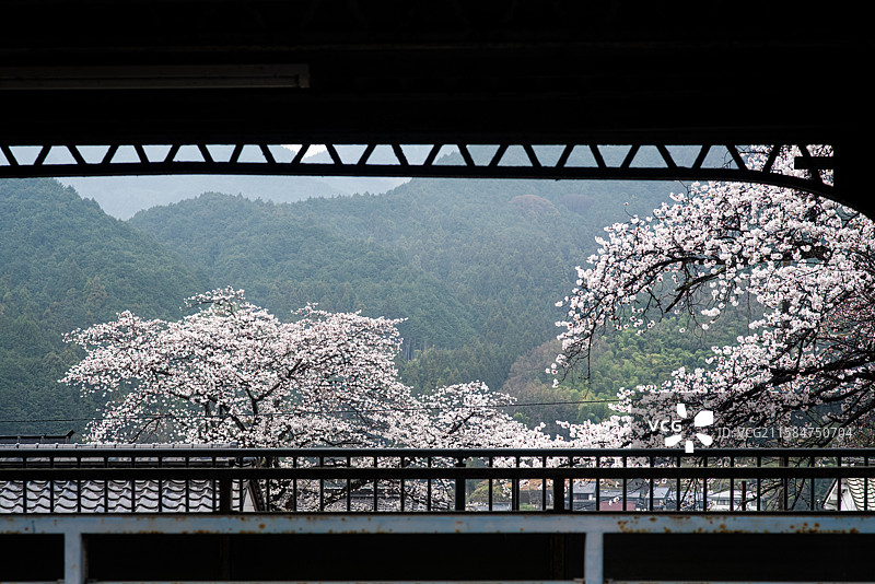 在日本奈良地区樱井市长谷寺车站处远眺盛开的樱花图片素材