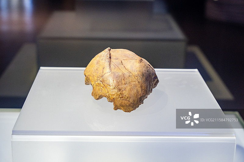 江苏江宁汤山方山国家地质公园博物馆暨南京直立人化石博物馆2号直立人头骨化石图片素材