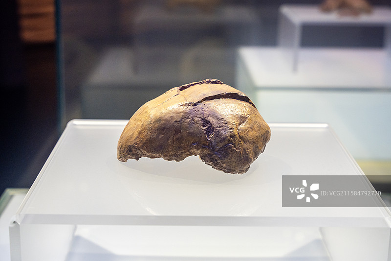 江苏江宁汤山方山国家地质公园博物馆暨南京直立人化石博物馆2号直立人头骨化石图片素材