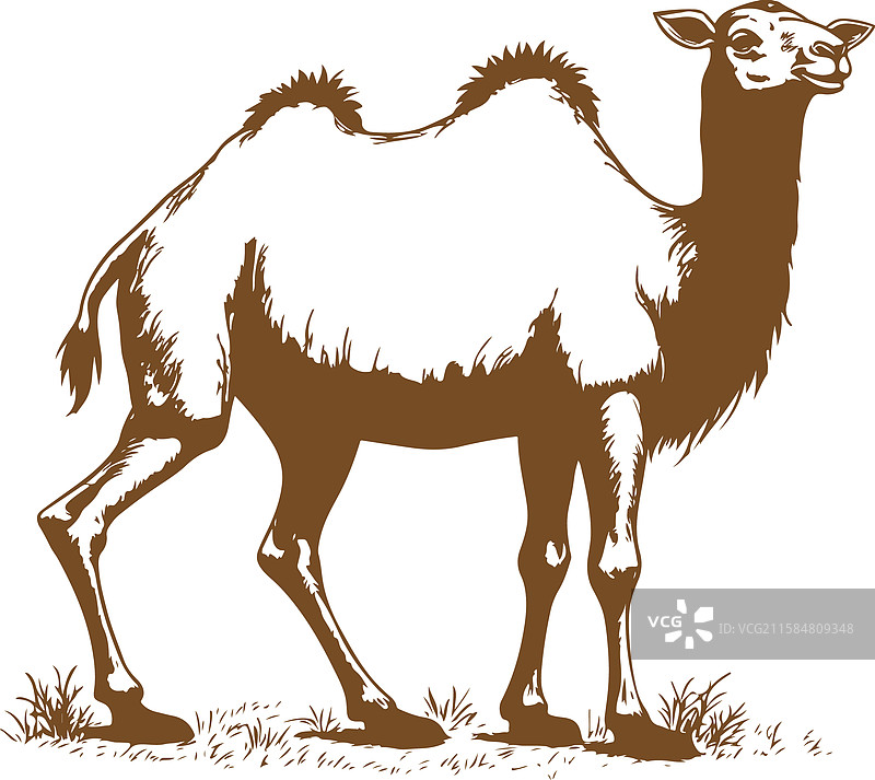 骆驼的图像图片素材