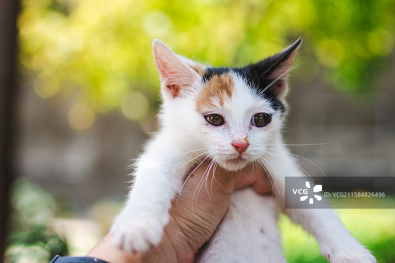 被手托举起来的三花小奶猫图片素材