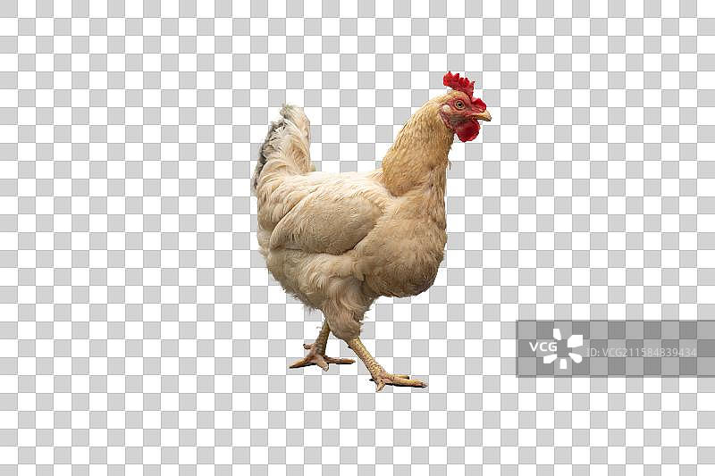 商用母鸡免抠摄影高清素材PNG图片素材