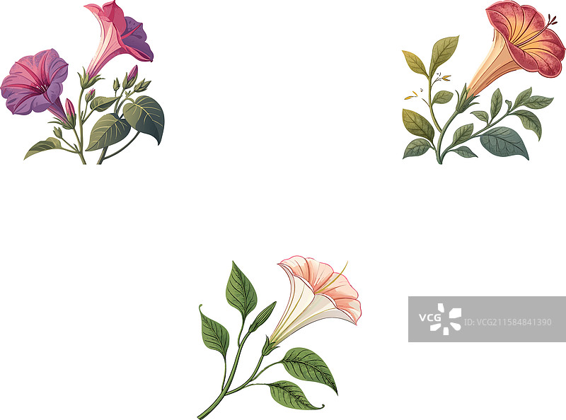 四点钟的花朵照亮了夜晚图片素材