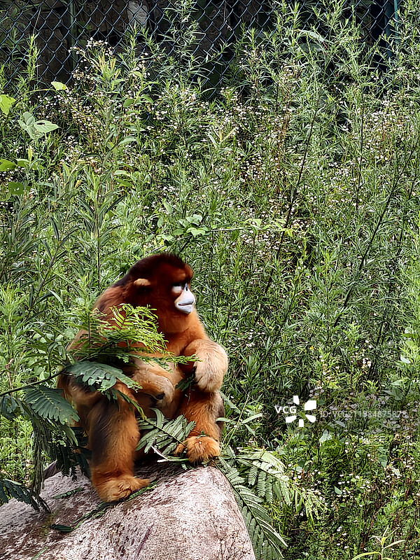 金丝猴:林间沉思者图片素材