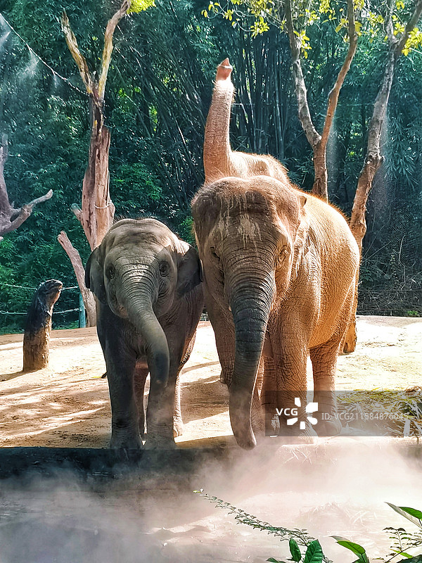亚洲大象（长隆野生动物世界）图片素材