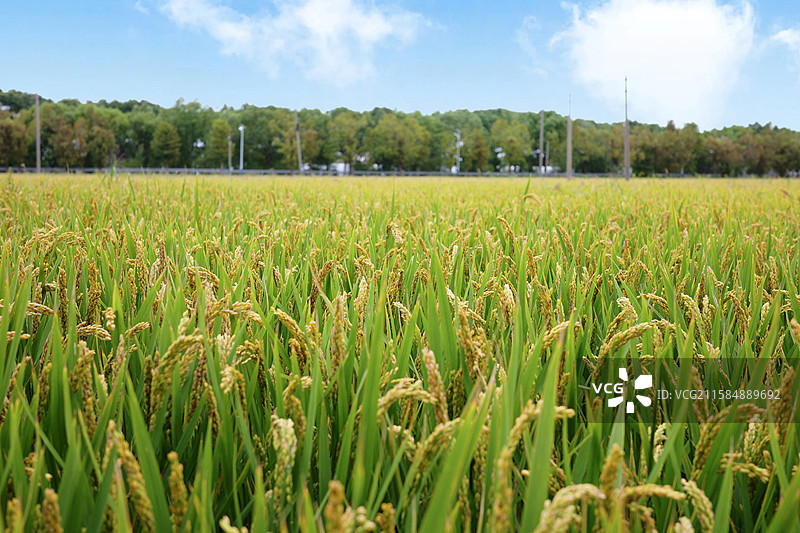 上海青浦牵然农场|牵然农庄，水稻田水稻即将成熟图片素材