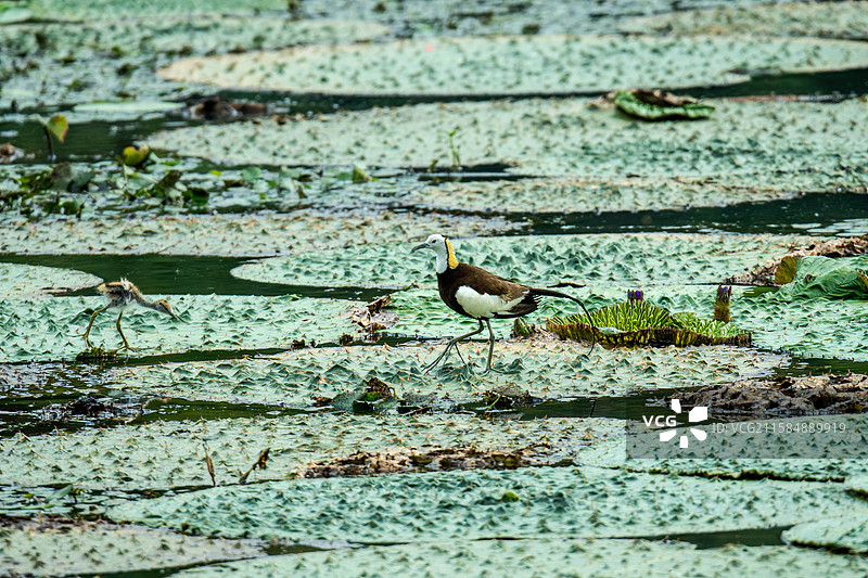 水雉和宝宝图片素材