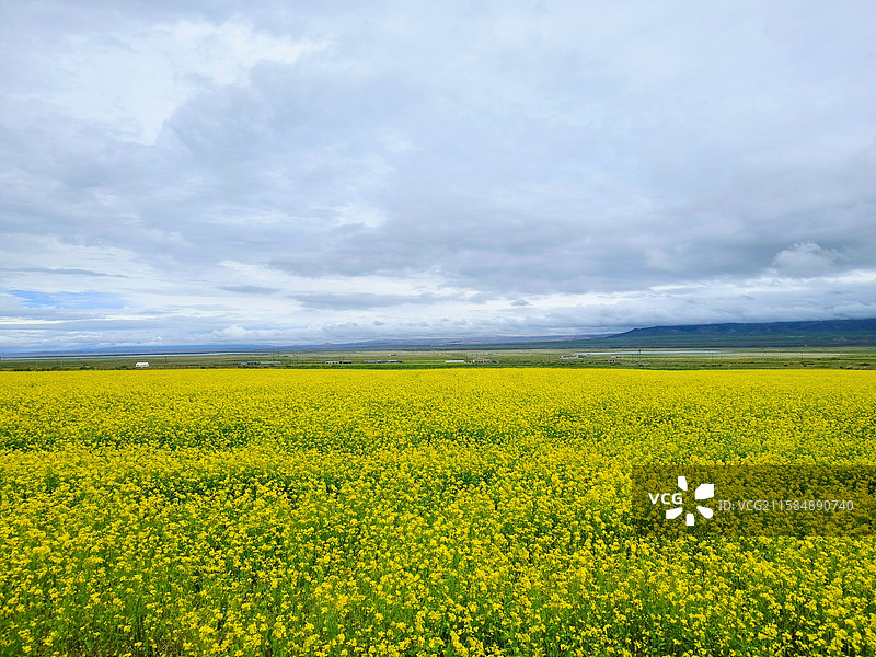 青海湖油菜花图片素材