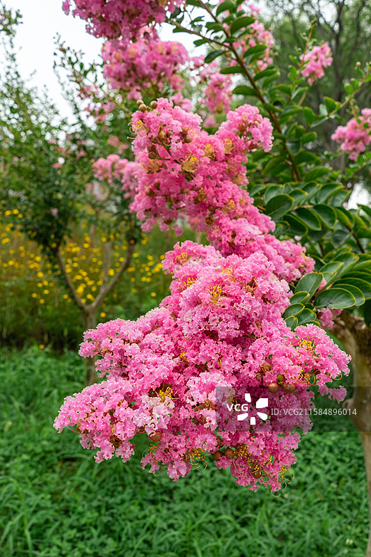 中国野生植物拍摄主题，绿化带园林里粉红色的紫薇栽培植物和盛开的花朵特写，户外白昼无人图像摄影图片素材