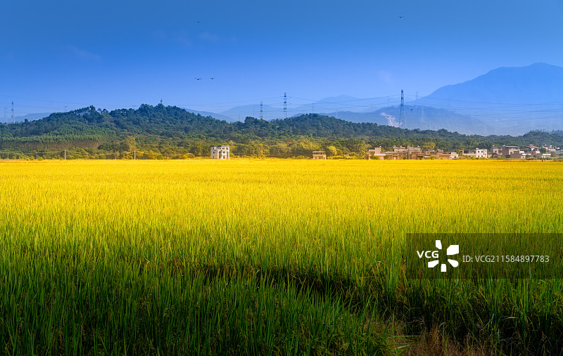 乡村田园风光金黄稻田自然景观图片素材