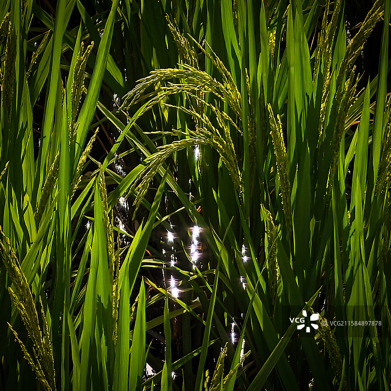 星光传稻香图片素材